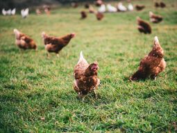 gripe aviar: se reforzaron controles en tacuarembo y durazno gripe aviar: se reforzaron controles en tacuarembo y durazno