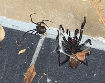 El veneno de estas arañas puede matar a un hombre en 15 minutos