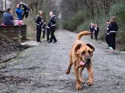 una perra se colo en una media maraton y termino en septimo lugar una perra se colo en una media maraton y termino en septimo lugar