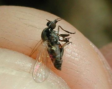 ¿Qué es el Barigüí