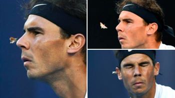 video: nadal sufrio el ataque de una polilla en pleno partido video: nadal sufrio el ataque de una polilla en pleno partido