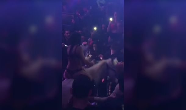 El caballo entró al boliche en medio de una fiesta llena de gente