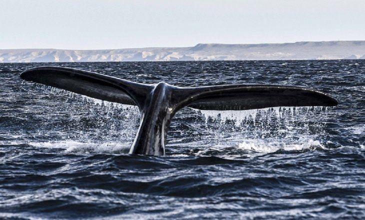 Llegaron las primeras ballenas a Península Valdés: ¿arranca la temporada turística?