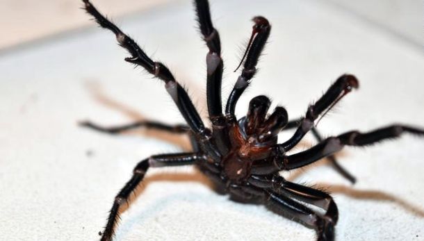 La tercera plaga de Australia: después de los incendios y las inundaciones llegaron las arañas