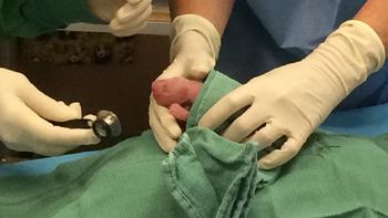 emotivo nacimiento de dos pandas en un zoologico de washington emotivo nacimiento de dos pandas en un zoologico de washington