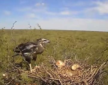 El CONICET transmitió en vivo el crecimiento de un pichón de águila coronada en La Pampa