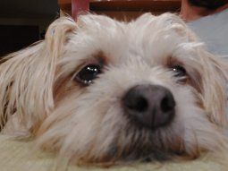 Día del Animal: lanzan la primera plataforma web de adopción de perros de Argentina