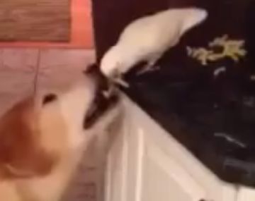 Un loro le da de comer en la boca a un perro