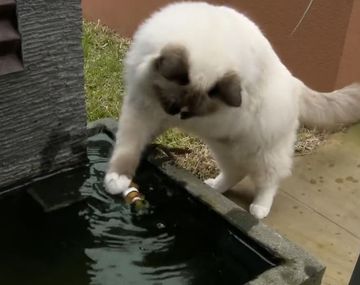VIDEO: Un gato heróico le salva la vida a un pez