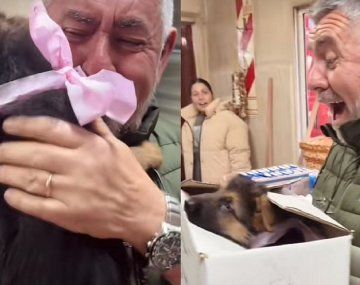 Le regalaron una perrita por el Día del Padre tras perder a su ovejero alemán: la reacción viral