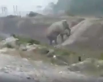 Un elefante sorprendió al subir una pendiente desde una escalera
