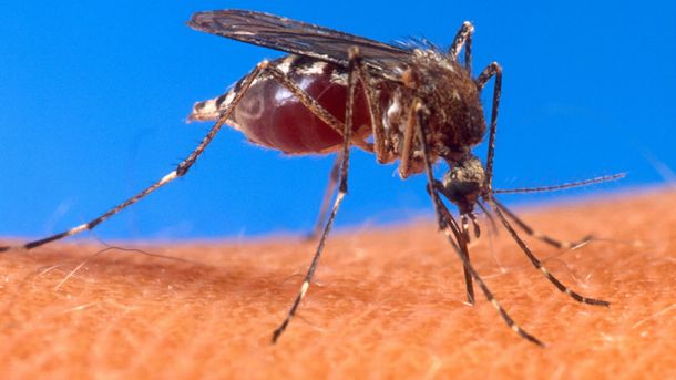 Detectan el primer caso sospechoso de infección humana por un virus mortal transmitido por mosquitos