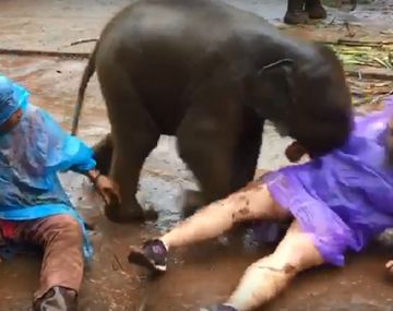 Un elefante bebé se acostó sobre una turista