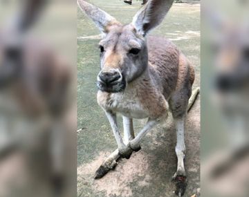 La canguro murió como consecuencia del ataque a piedrazos