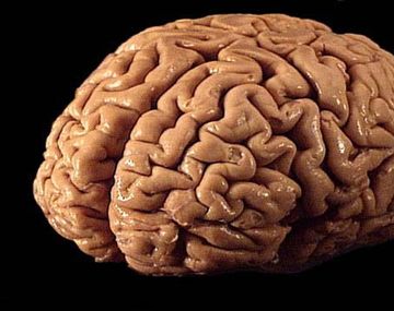 El cerebro humano también se arruga