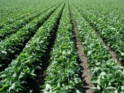 Soja marca nuevo récord de precios Soja marca nuevo récord de precios