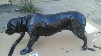 Petróleo, el perro rescatado por vecinos de Lanús Petróleo, el perro rescatado por vecinos de Lanús