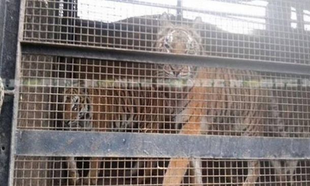Rescataron a nueve tigres que eran maltratados en un circo mexicano en Chaco