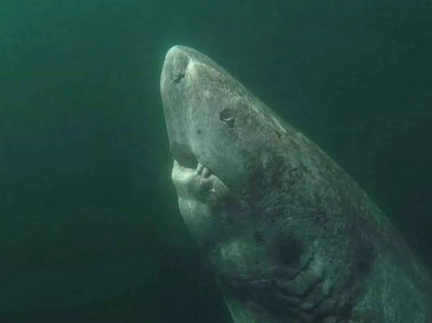 Encontraron al tiburón más viejo del mundo