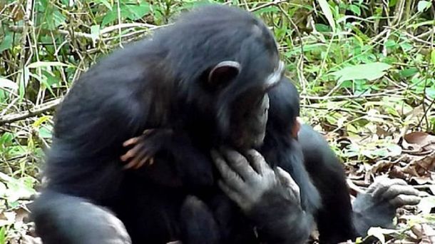 La dulce historia de la chimpancé con Down que es cuidada por su madre y hermana