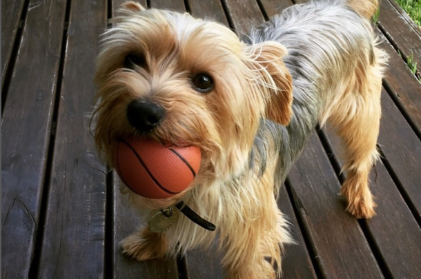 Misteriosa desaparición de un perro yorkshire en un country: Es nuestra familia, no sabemos qué pasó