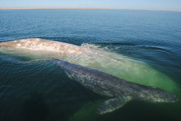 Pariente de Moby Dick: encuentran a una ballena albina y a su cría en México