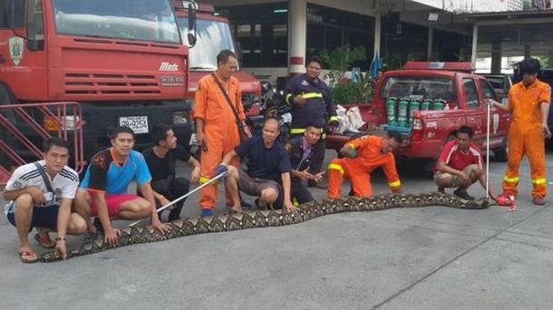 Fueron a un restaurante y se encontraron con una serpiente de 8 metros