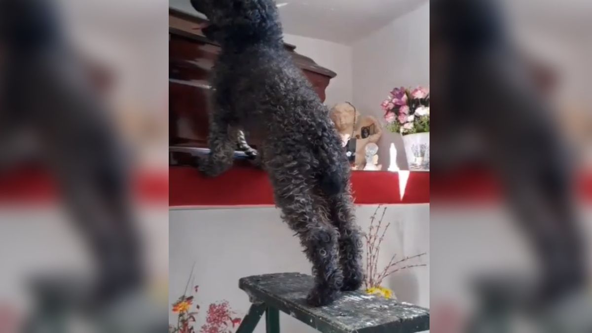 La conmovedora historia de Benito, el perro que no olvidó a su dueña