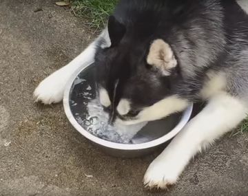 La perra que hace burbujas con su hocico