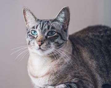 Viral: un gato con doble vida volvió con una nota amenazante