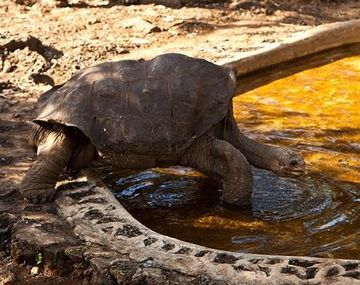 La última de su especie