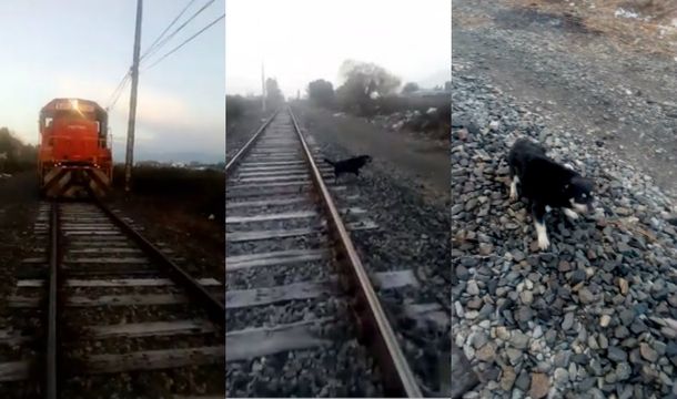 Encadenaron a un perro a la vía para que lo atropellara el tren: lo salvó un maquinista
