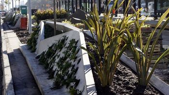 tras la polemica, plantaron arboles nuevos en la 9 de julio tras la polemica, plantaron arboles nuevos en la 9 de julio