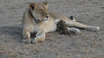 Una leona amamantó a un leopardo - Crédito: washingtonpost.com Joop Van Der Linde/Ndutu Lodge Una leona amamantó a un leopardo - Crédito: washingtonpost.com Joop Van Der Linde/Ndutu Lodge