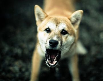 Un trabajador rural murió tras ser atacado por un perro cimarrón en La Plata