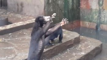 Los osos están desnutridos Los osos están desnutridos