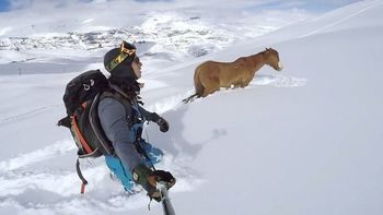 video: emocionante rescate de un caballo que llevaba 4 dias atascado en la nieve video: emocionante rescate de un caballo que llevaba 4 dias atascado en la nieve