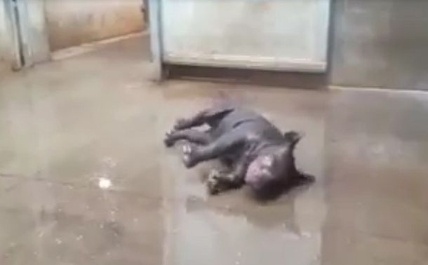 Así disfrutaba su baño este rinoceronte bebe