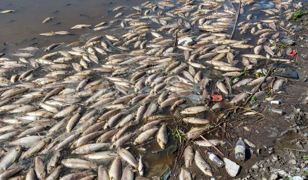 Santa Fe: aparecieron miles de peces muertos en el río Salado