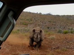 ¡de infarto! fotografiaban a un rinoceronte y mira lo que les paso ¡de infarto! fotografiaban a un rinoceronte y mira lo que les paso