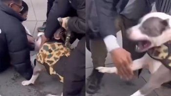 Ataque pitbull en Nueva York. Ataque pitbull en Nueva York.