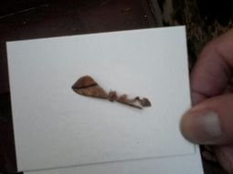 preocupa una invasion de polillas en montevideo: de a poco llega a buenos aires preocupa una invasion de polillas en montevideo: de a poco llega a buenos aires