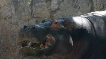 Foto: Diario Los Andes. Foto: Diario Los Andes.