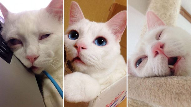Conocé al gato que fue nombrado el más feo cuando duerme en Japón