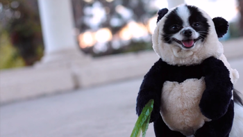 El perro panda que es furor en Facebook El perro panda que es furor en Facebook