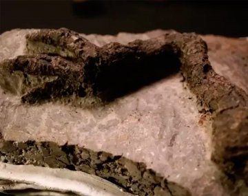 Descubrieron fósil de dinosaurio vinculado al asteroide que los extinguió