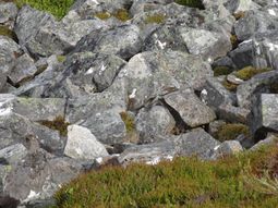 ¿donde esta el ave? mira el nuevo viral de facebook ¿donde esta el ave? mira el nuevo viral de facebook