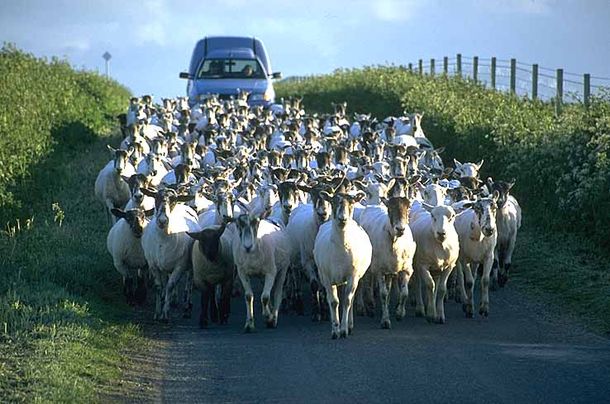 Cabras2