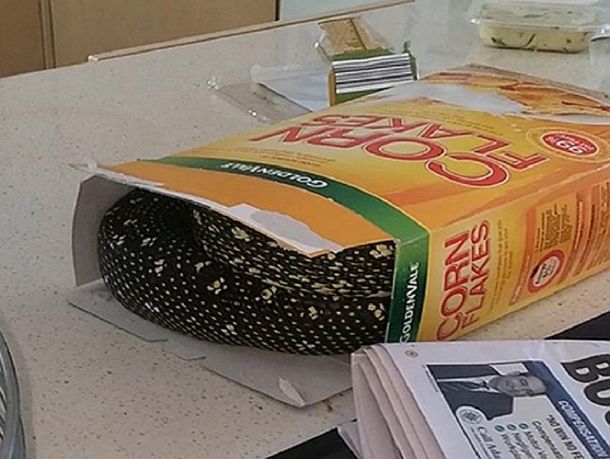 Se quiso servir cereales, pero encontró una serpiente dentro de la caja
