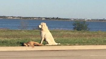 la increible historia del perro que se niega a abandonar a su amigo muerto la increible historia del perro que se niega a abandonar a su amigo muerto